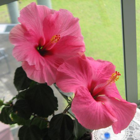 Hibiscus Bed & Breakfast Waihi Eksteriør bilde