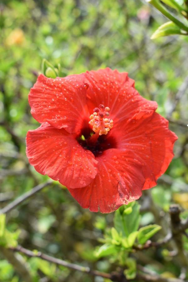 Hibiscus Bed & Breakfast Waihi Eksteriør bilde
